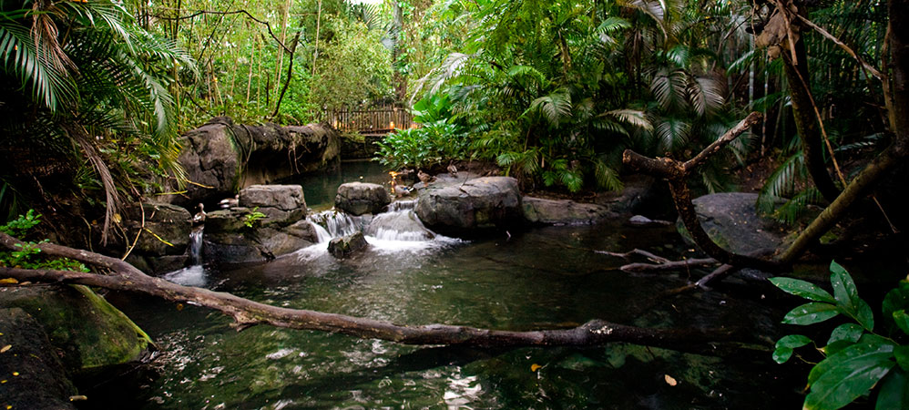 The Oasis, which lies just North of the main entrance to Disneys Animal Kingdom Theme Park, is a walk-through attraction that consists of a series of winding paths that lead to exotic animal habitats.