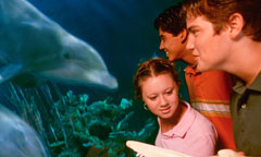 Dolphins in Depth Dolphins in Depth