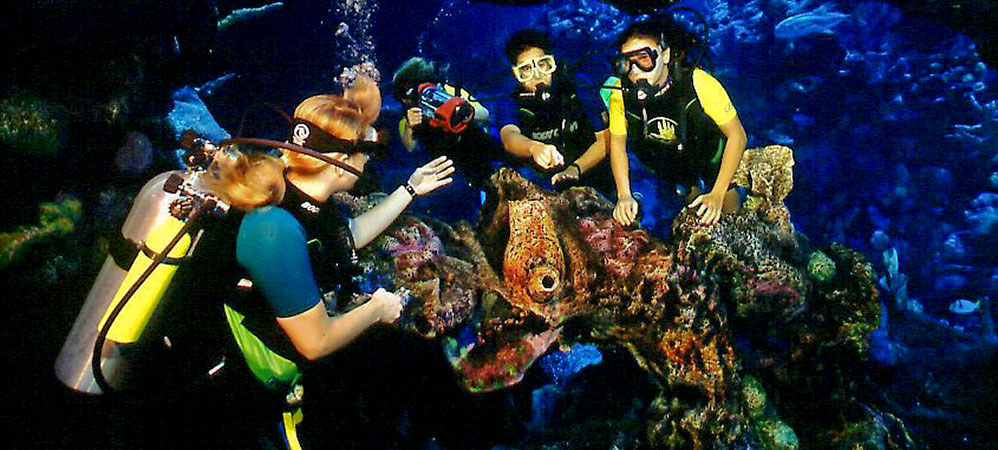 Epcot DiveQuest Epcot DiveQuest