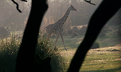 Sunrise Safari Breakfast Adventure