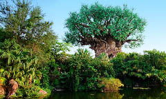 Animal Kingdom theme park at Walt Disney World Resort.